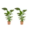 Bloomique - Zestaw 2 szt. - Strelitzia Nicolai - Roślina Podgląd zdjęcia produktu 1