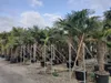 Palme Hanfpalme Trachycarpus Fortunei ca. 270cm - 300 cm – Produktbild-Vorschau 6