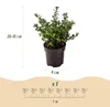 Green boutiQ - 40x Ilex crenata Stokes - Japanische Produktbild-Vorschau 3