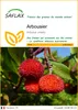 SAFLAX  - Arbousier - 50 graines - Arbutus Voir les images du produit 1