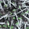 Küfa Lolly Cola palla lecca lecca al gusto di cola 100 Anteprima dell’immagine prodotto 3