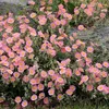 6 x Sonnenröschen  - Helianthemum 'Rhodante Carneum'  | Produktbild-Vorschau 2