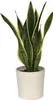 Langue de belle-mère - Sansevieria trifasciata Laurentii - Voir les images du produit 7