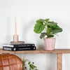 Bloomique - Calathea Orbifolia - Korbmarante Produktbild-Vorschau 4