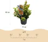 Leucothoe Curly Gold - Giallo - 2 piante - Sempreverde - Anteprima dell’immagine prodotto 3