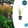 Calamagrostis acutiflora 'Karl Foerster' | 12 pezzi - Anteprima dell’immagine prodotto 1