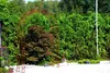 GardenAndPools Rosenbogen HOLLAND Lilie-Spitze Gesamtbreite Produktbild-Vorschau 2