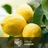 Citronnier limon - citrus limon - agrume méditerranéen - Voir les images du produit 2