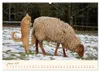 Coburger Fuchsschaf (Wandkalender 2027 DIN A2 quer), Produktbild-Vorschau 4