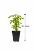 Lampone 'Ottawa' Lampone autunnale 30-35 cm – Rubus idaeus Anteprima dell’immagine prodotto 7