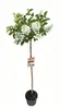 Rispenhortensie 'Kyushu' Stamm 170-180 cm – Hydrangea Produktbild-Vorschau 1
