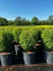 Thuja occidentalis 'Teddy', Kugel-Lebensbaum, kompakt, Produktbild-Vorschau 14