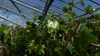 4 Stück Efeu Pflanze Hedera helix 180 - 200 cm Pyramide Produktbild-Vorschau 2