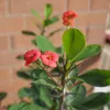 Wilczomlecz okazały - Euphorbia 'Milii' - Wysokość 25-35cm Podgląd zdjęcia produktu 5