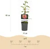 GreenboutiQ - Kletterrose - Rosa Salmon Queen - Blüte Produktbild-Vorschau 3