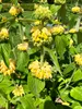 6 x Phlomis russeliana - Brandkraut im 9 x 9 topf Produktbild-Vorschau 2