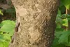 SAFLAX - Ázijské kvety - drieň obyčajný - Cornus kousa var. Náhľad obrázku produktu 9
