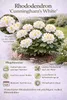 Rhododendron Cunningham’s White 15–20 cm – Winterhart, Produktbild-Vorschau 2