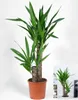 BALDUR Garten 1x Yucca Palme ca. 65-75 cm hoch, Pflanze im Produktbild-Vorschau 2