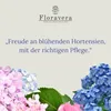 Floravera Premium Hortensien Flüssigdünger 2 x 1 Liter Produktbild-Vorschau 2