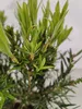 A close-up view of the leaves and branches of a small plant. Náhľad obrázku produktu