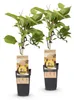 Żółte Kiwi - Actinidia deliciosa Golden Kiwi - Żółty owoc | Podgląd zdjęcia produktu 2