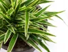 A close-up view of a potted plant with long, green and white striped leaves. Produktbild-Vorschau