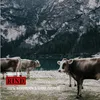 Rinderkopfhaut - 5000g Produktbild-Vorschau 4