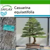 SAFLAX - Austrálska morská borovica - Casuarina Náhľad obrázku produktu 6