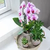 Kolibri Orchids | rosa Phalaenopsis Orchidee - Niagara Fall Produktbild-Vorschau 4