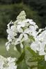 Hydrangea paniculata 'Kyushu', Rispenhortensie, weiß, 40–60 Produktbild-Vorschau 1