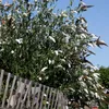 Budleja Davida - 3 szt - Buddleja davidii 'Profusion' - Podgląd zdjęcia produktu 4