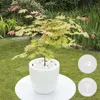 Bloomique - Lot de 2 - Acer Shirasawanum 'Moonrise' - Voir les images du produit 2