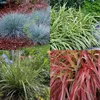Ziergräser - 4 Pflanzen - Blau - Gelb - Grün - Rot - Produktbild-Vorschau 5