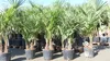 Trachycarpus fortunei Gruppe 150 - 170 cm Palme Hanfpalme, Produktbild-Vorschau 1