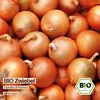 Samenliebe  Zwiebel Samen | Dorata di Parma - gelbe & süß Produktbild-Vorschau 4