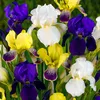 Schwertlilien Winterhart Mehrjährig - Iris Germanica Produktbild-Vorschau 1