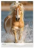 Stolze Haflinger Pferde (Wandkalender 2027 DIN A4 hoch), Produktbild-Vorschau 4