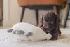Beeztees Puppy Cuddle Toys und Herzschlag Simulator Lama Produktbild-Vorschau 7