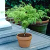 Fächerahorn ´DISSECTUM´ auf Stamm 60 cm, Cont. 5 l Produktbild-Vorschau 3