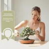 Bonsai starter kit bonsai set - 10 zaden - Complete Productafbeelding-voorbeeld 6