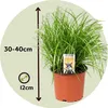 Cibora - 4 szt - Cyperus zumula - Wysokość 30-40cm - ⌀12cm Podgląd zdjęcia produktu 2
