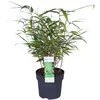 Hoogeveen Fargesia Rufa - 60 cm, Ø19 cm Voir les images du produit 11