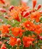 BALDUR Garten 1x Punica 'Uniqa®', Pflanze im 12 cm-Topf, Produktbild-Vorschau 2