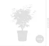Acer Palmatum Taylor, ca. 50 cm hoch, Topf 19 cm, Produktbild-Vorschau 7