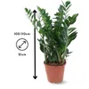 Zamioculcas zamiifolia - plante zz - ↕ 90-100 cm - ⌀ 21 cm Voir les images du produit 3