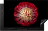 KitchenYeah© Herdabdeckplatte Blumen - Rot - Frühling , Produktbild-Vorschau 1