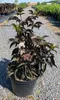 Sambucus nigra 'Black Tower'® ('eiffel01') - Rotlaubiger Produktbild-Vorschau 2