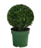 Dehner Japanische Stechpalme, Ilex crenata, Kugel-förmig, Produktbild-Vorschau 1