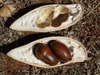 Castagno australiano (Castanospermum australe)  - 1 seme Anteprima dell’immagine prodotto 2